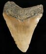 Huge Megalodon Shark Tooth #6651-2